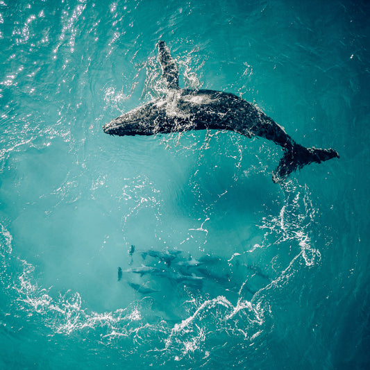 humpback-whale-dolphins-photograph