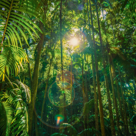 rainforest-photograph