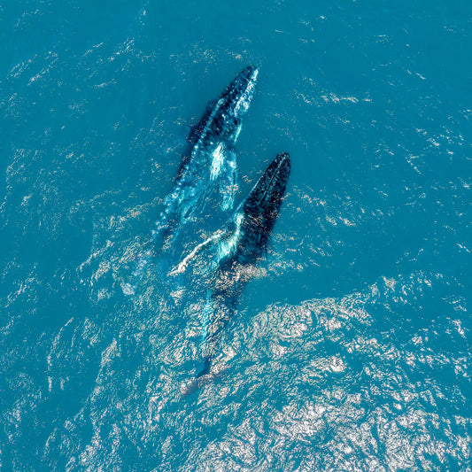 two-humpback-whale-photo