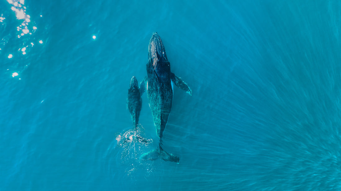 humpback whales