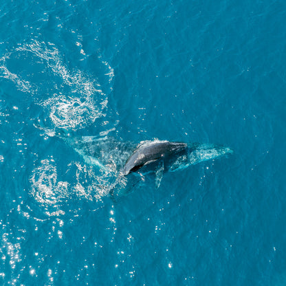 Mother-Baby-Whale-Photograph