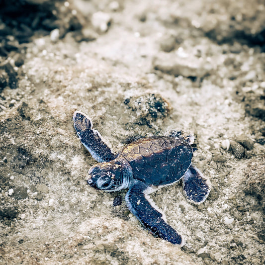 baby-turtle-photograph