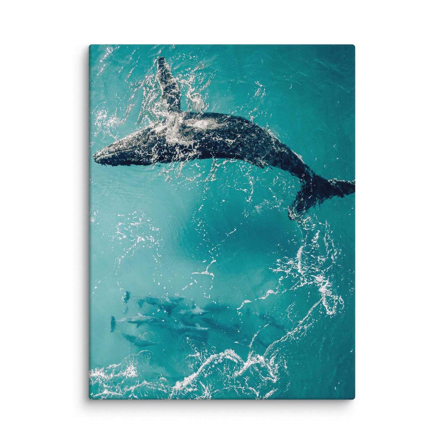 Whale & Dolphins - 1136