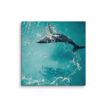 Whale & Dolphins - 1136