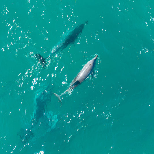 dolphins photograph