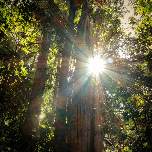 forest sunlight photograph