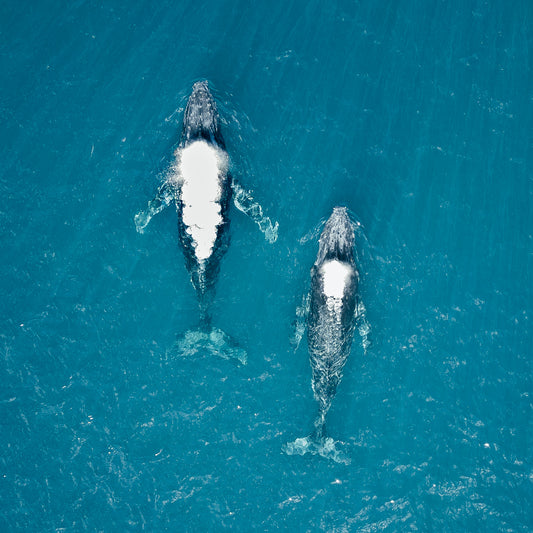 humpback-whales-photo