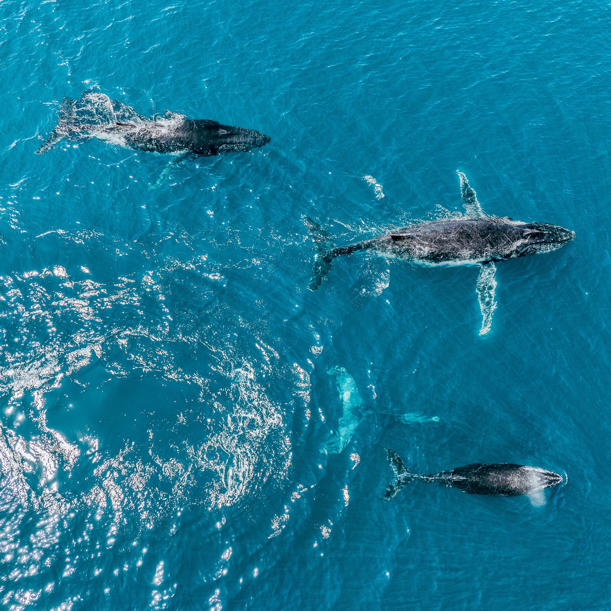 humpback-whales-photograph