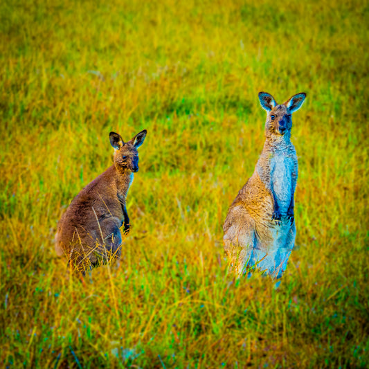 two kangaroo photograph