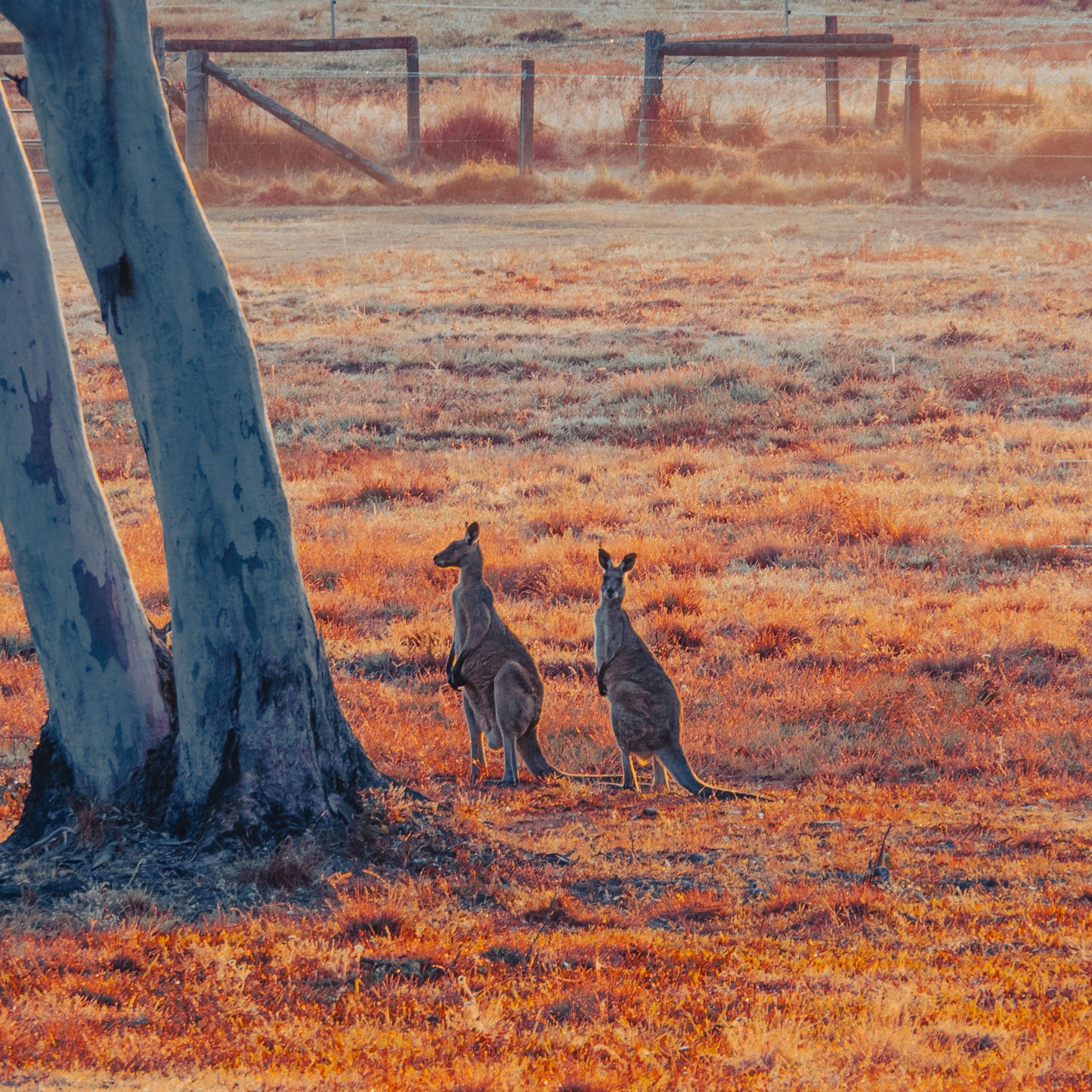 kangaroo sunrise photograph