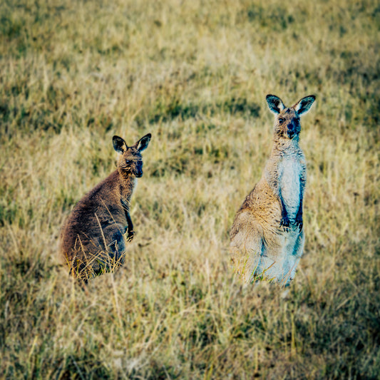 kangaroos-photograph