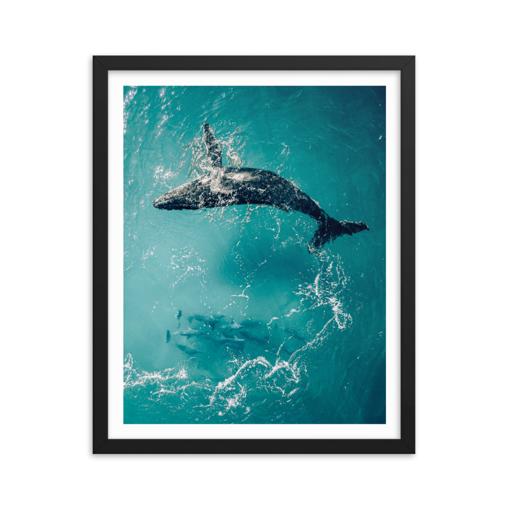 Whale & Dolphins - 1136