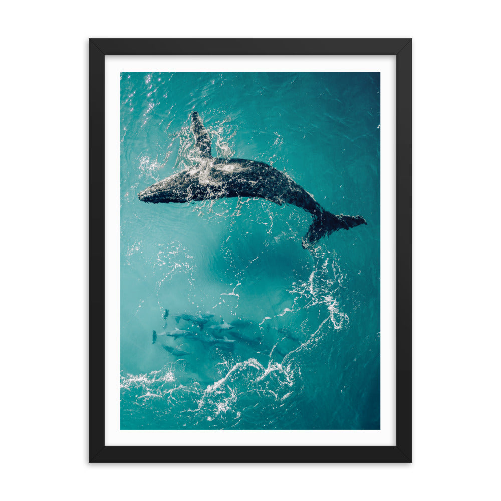 Whale & Dolphins - 1136