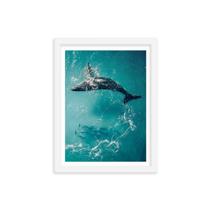 Whale & Dolphins - 1136