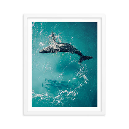 Whale & Dolphins - 1136