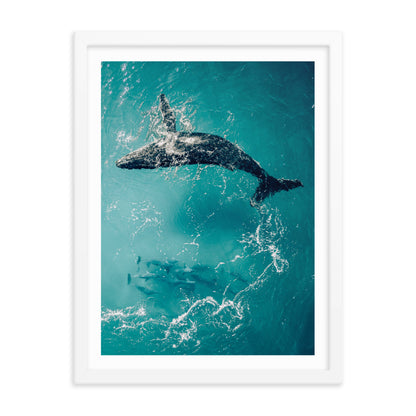 Whale & Dolphins - 1136