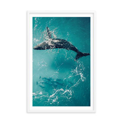 Whale & Dolphins - 1136