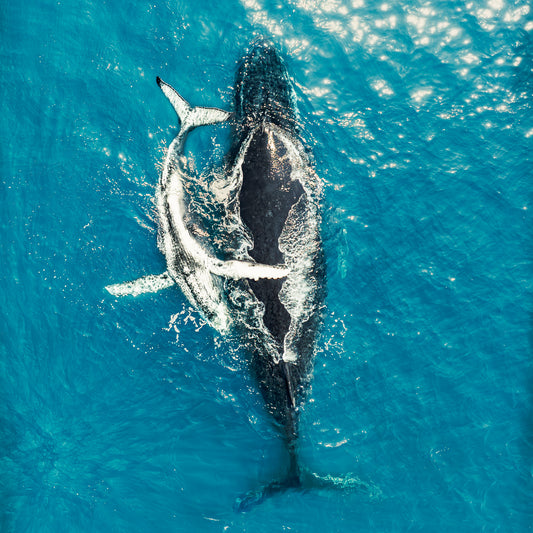 whale-photograph