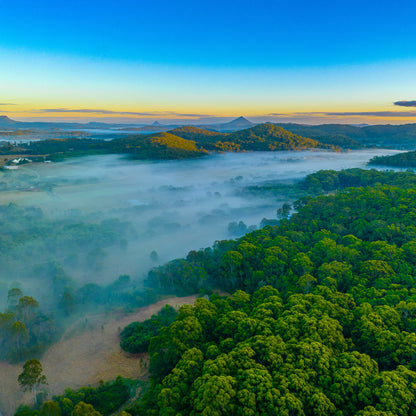 yandina creek morning mist photograph